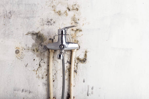 Best Basement Mold Remediation in Middlesex, NC