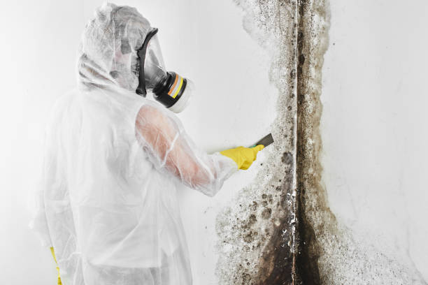 Best Basement Mold Remediation in Middlesex, NC
