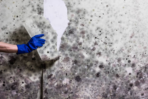 Best Attic Mold Remediation in Middlesex, NC